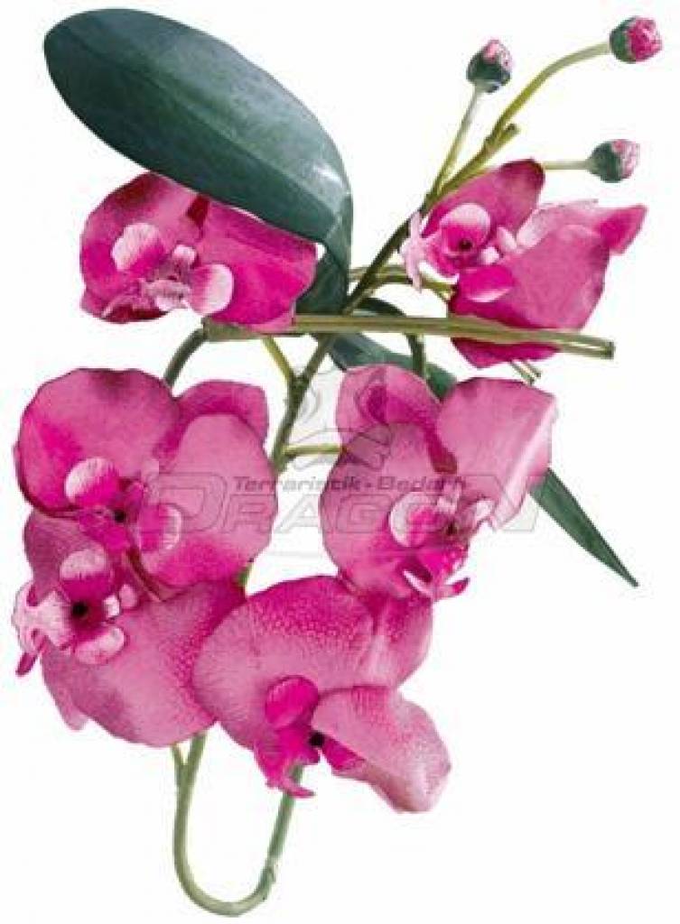 Orchideen, Luftwurzeln, Laub